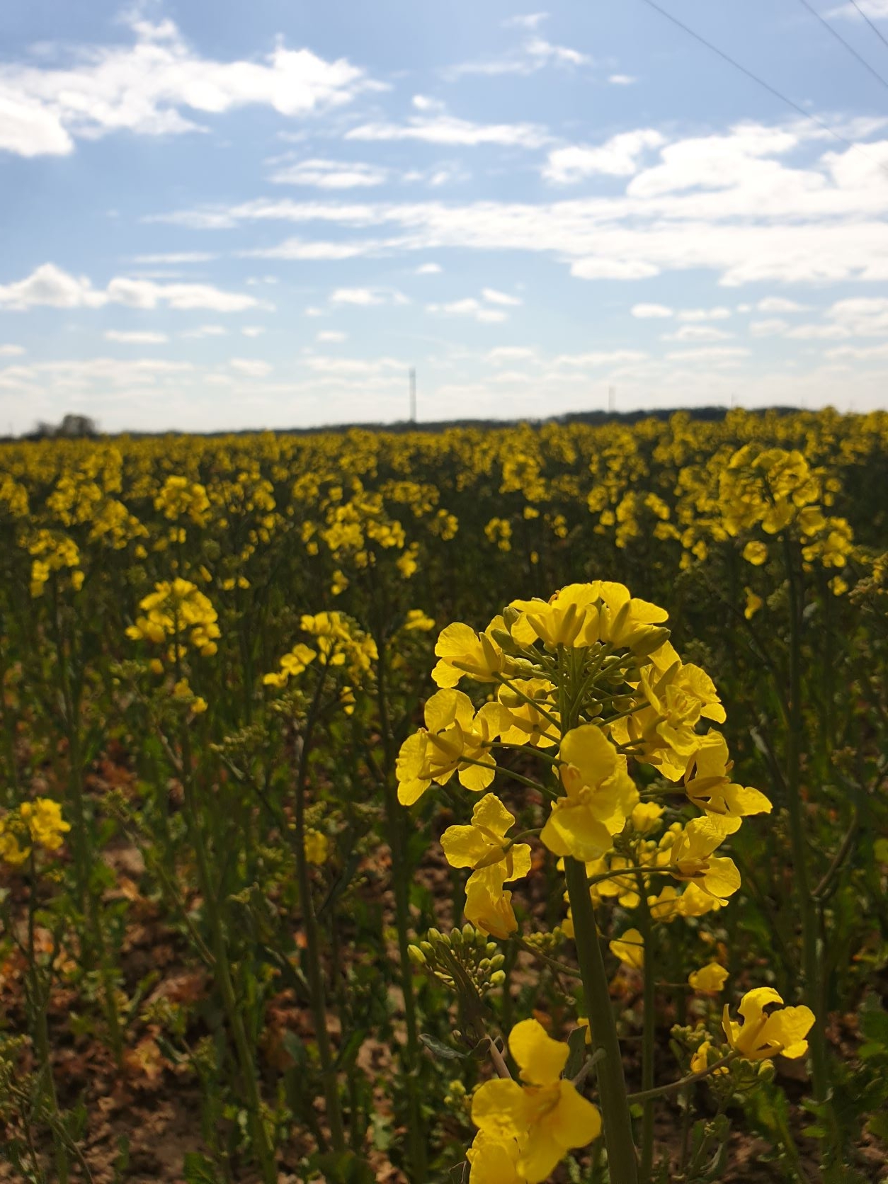 „INVL Baltic Farmland“ per 2021 metus uždirbo 1 411 tūkst. eurų grynojo pelno