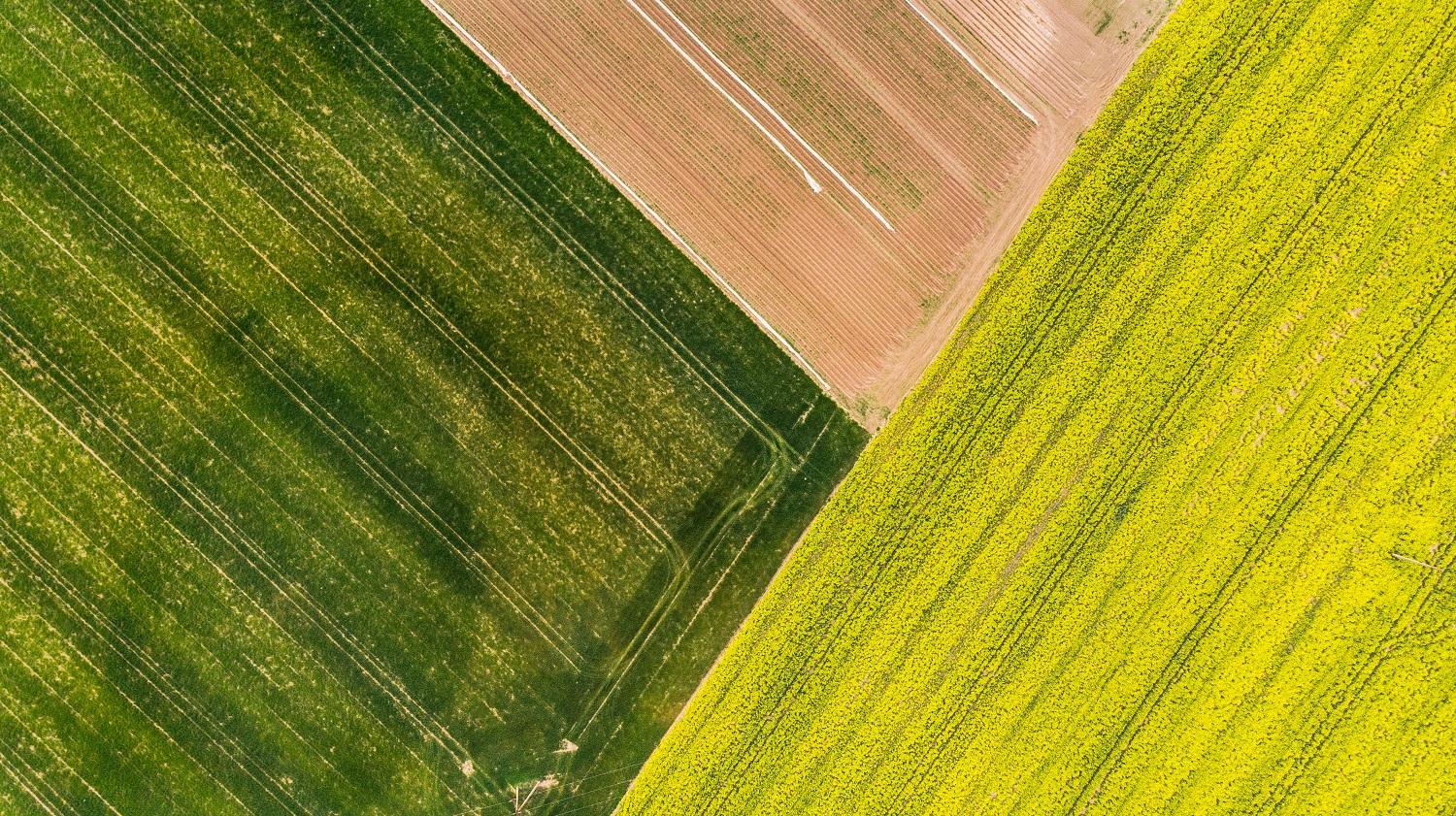 „INVL Baltic Farmland“ 2025 m. grynasis pelnas viršijo prognozę