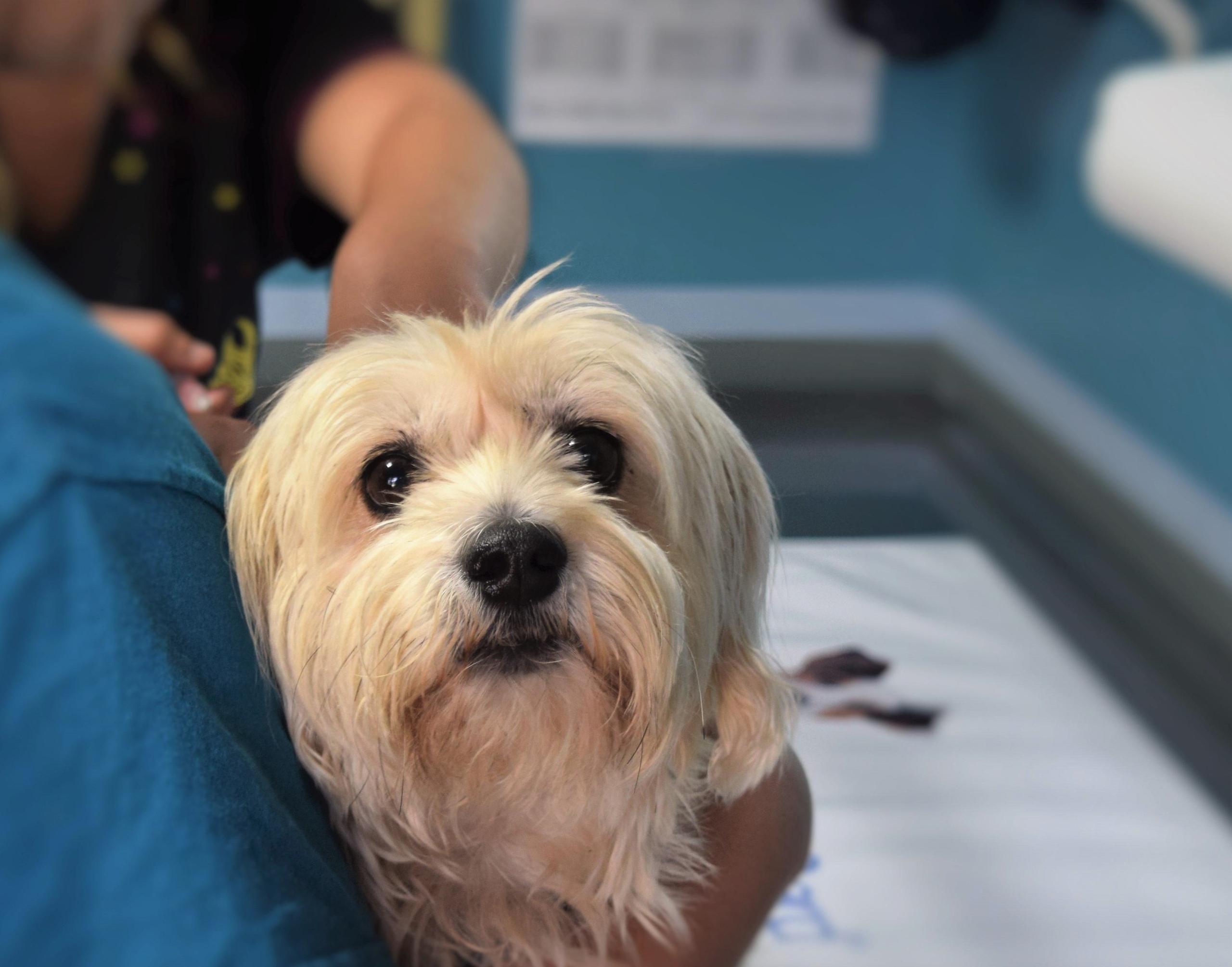 „INVL Baltic Sea Growth Fund“ fondas įsigijo veterinarijos klinikų tinklą „MiniVet“