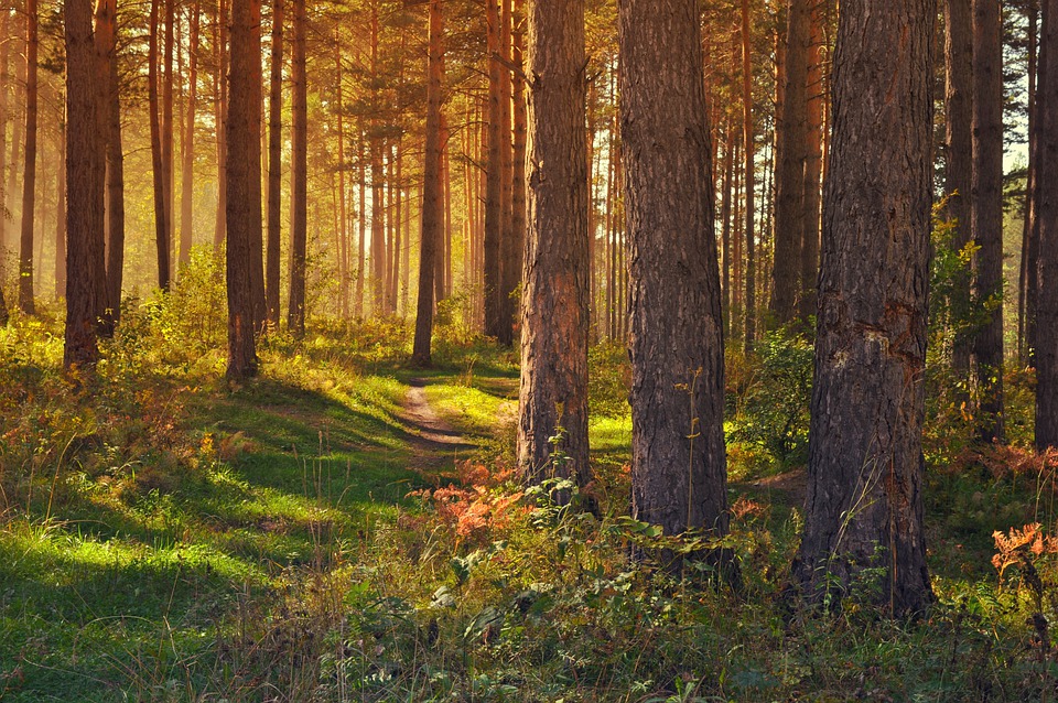 Į mišką ir žemę investuojantis INVL fondas papildomai pritraukė 22,9 mln. eurų