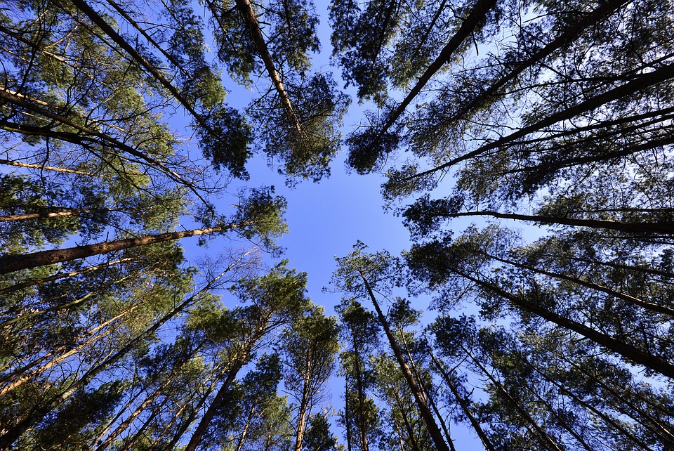 INVL fondo miškams Lietuvoje – FSC sertifikatas
