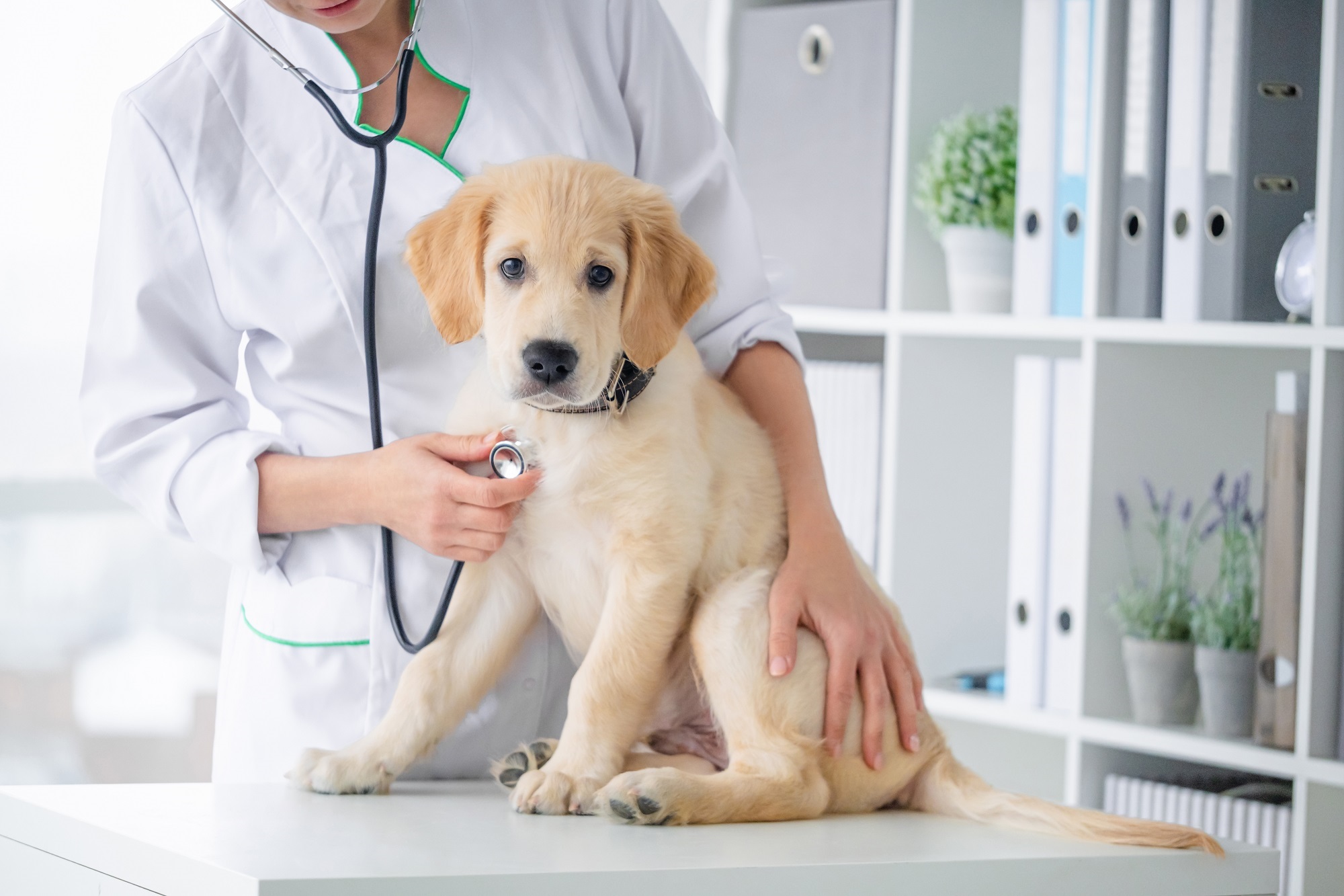 „INVL Baltic Sea Growth Fund“ portfelio įmonė investuoja į veterinarijos sektorių Lenkijoje
