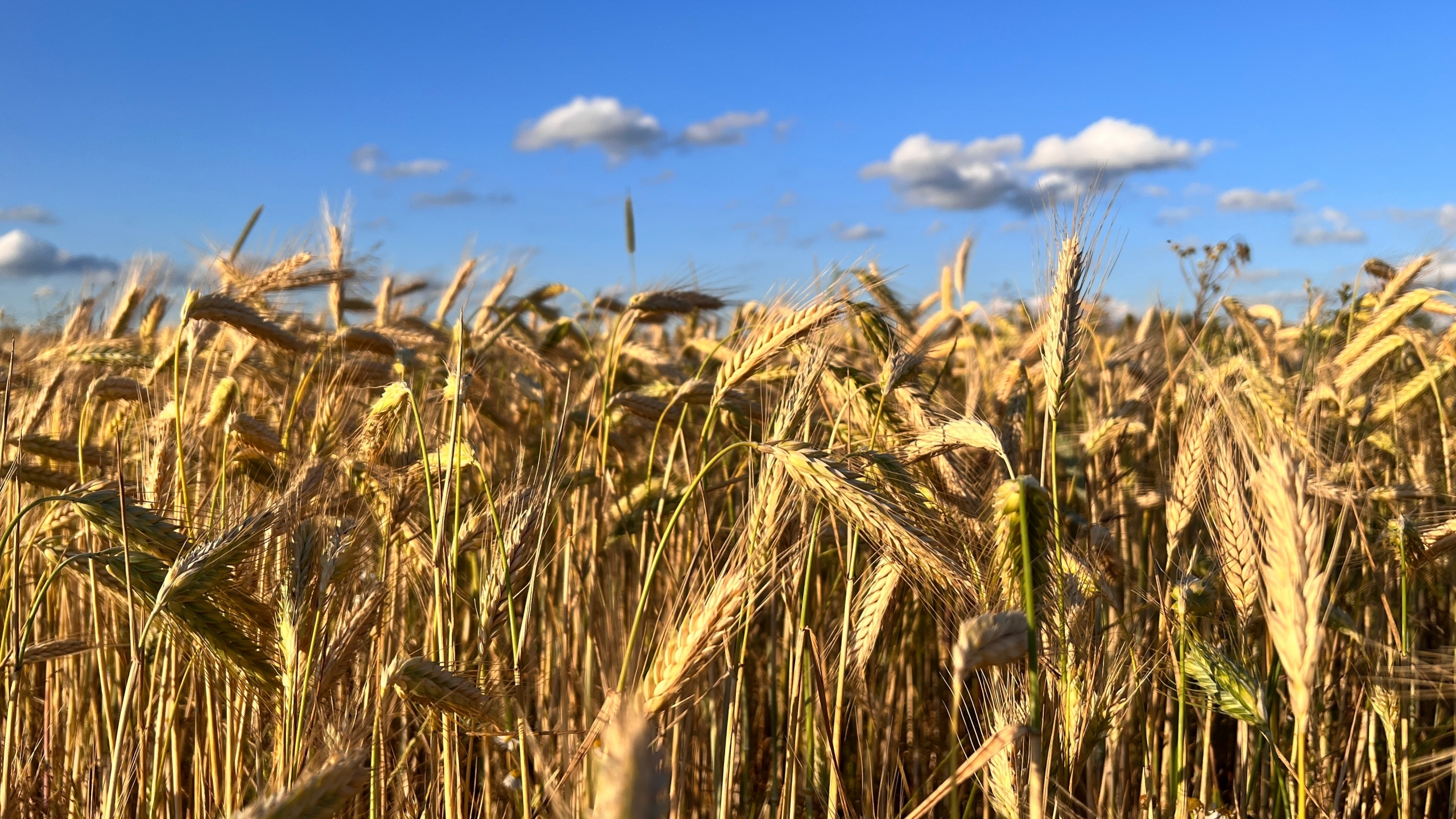 „INVL Baltic Farmland“ pirmojo pusmečio grynasis pelnas – 218 tūkst. eurų