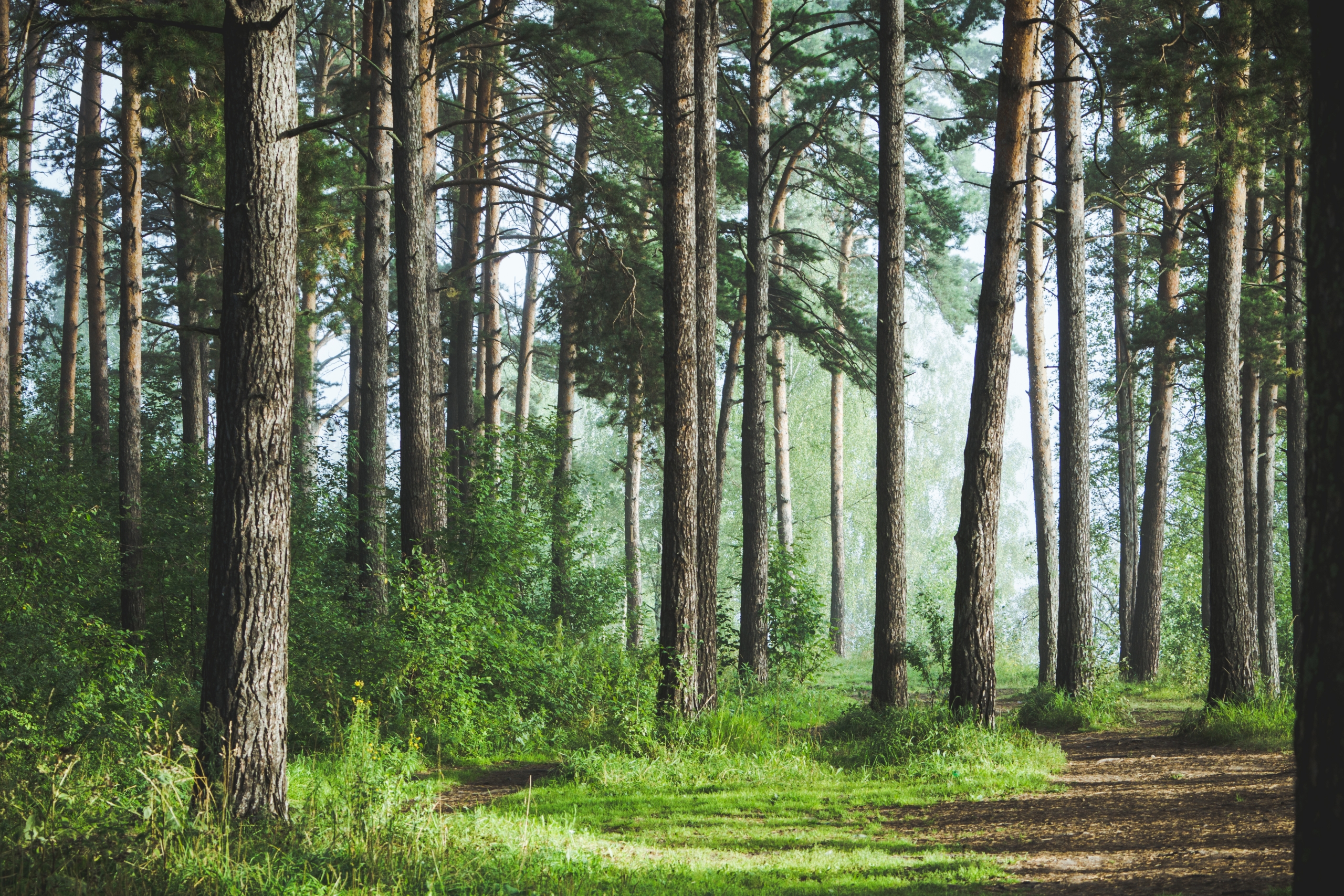 „INVL Sustainable Timberland and Farmland Fund II – Capital Fund“ siekia pritraukti investuotojų lėšų