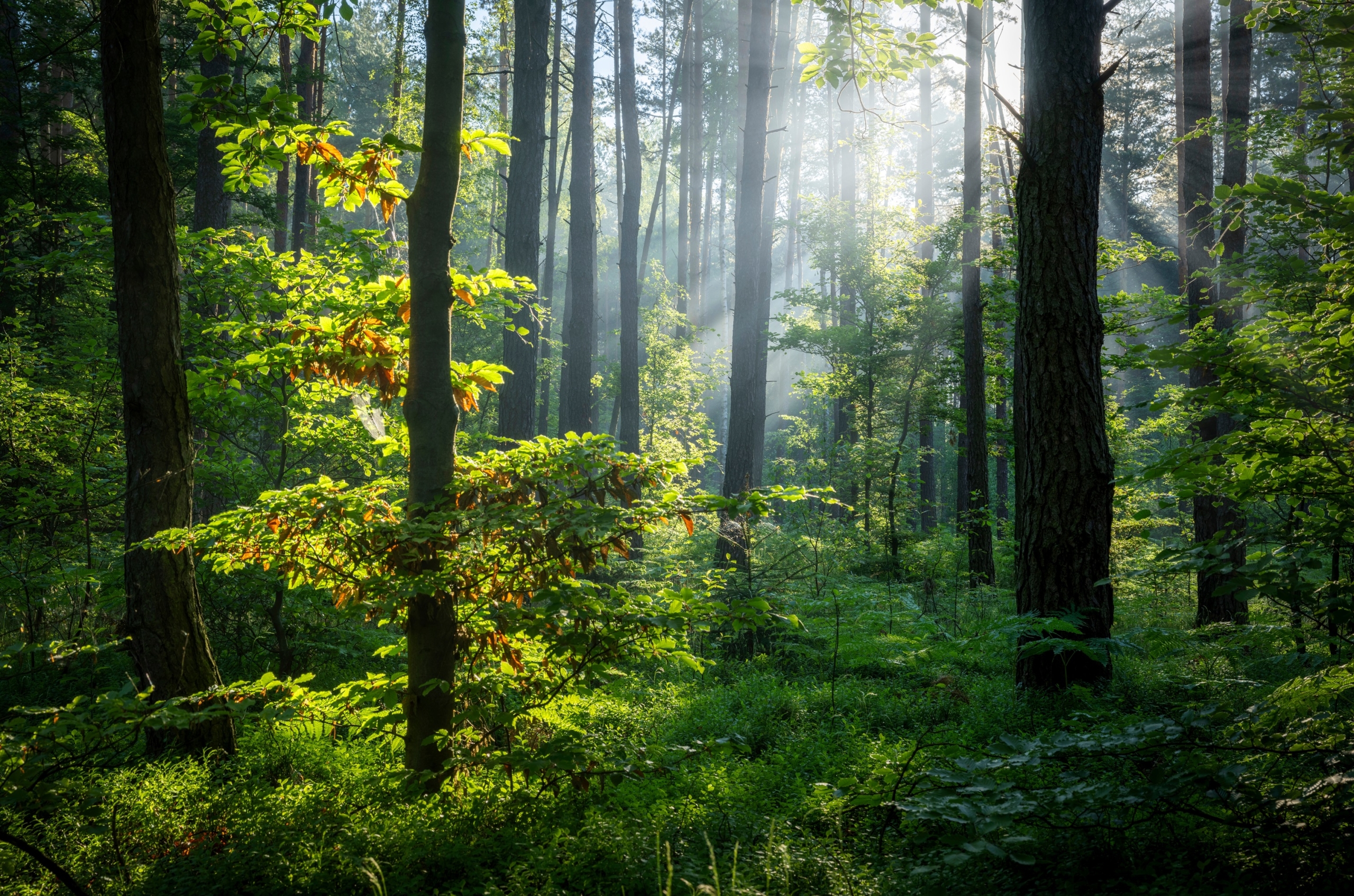 „INVL Sustainable Timberland and Farmland Fund II – Capital Fund“ papildomai pritraukė 1,275 mln. eurų