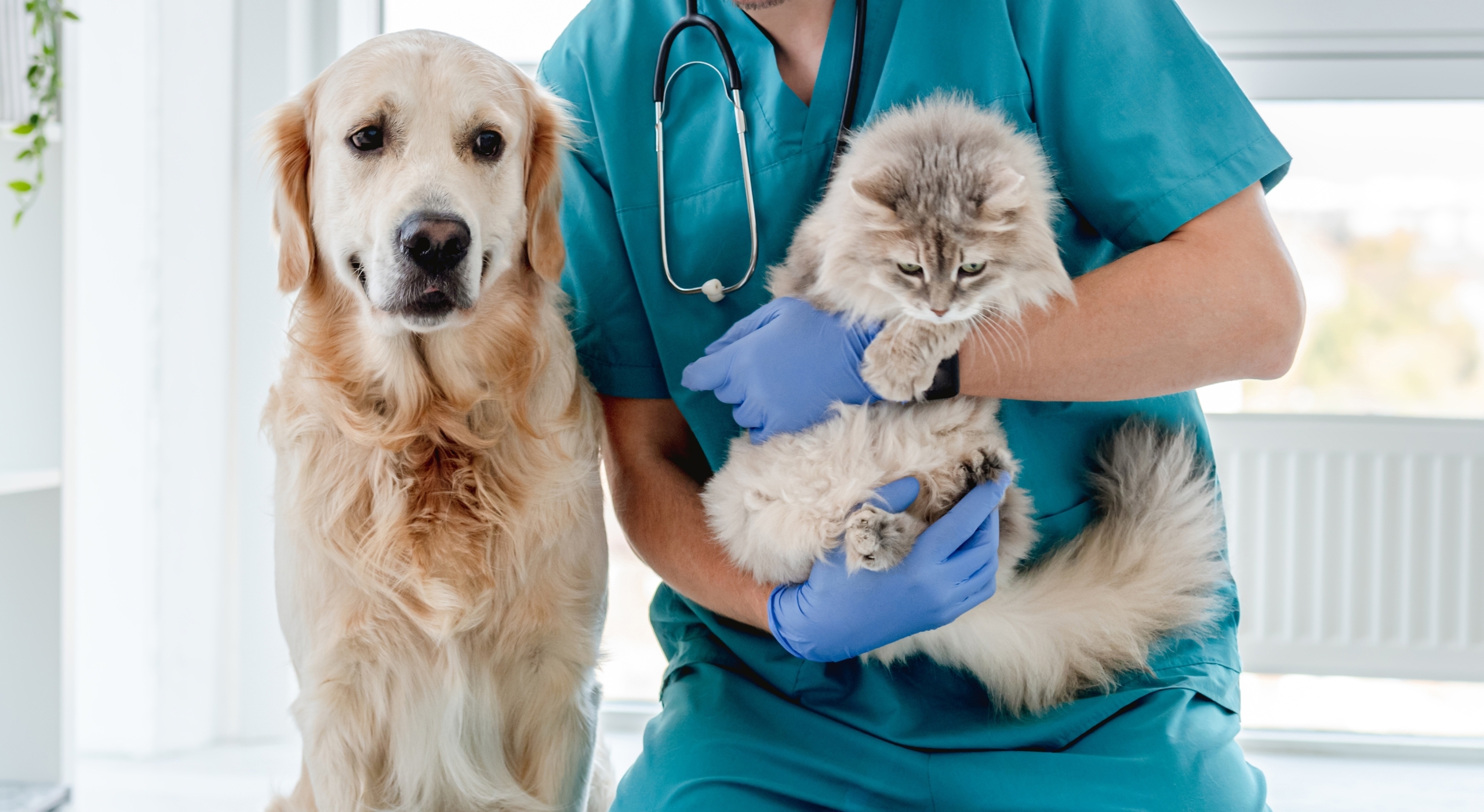 „INVL Baltic Sea Growth Fund“ valdomas „MiniVet“ veterinarijos tinklas įsigijo dar dvi klinikas