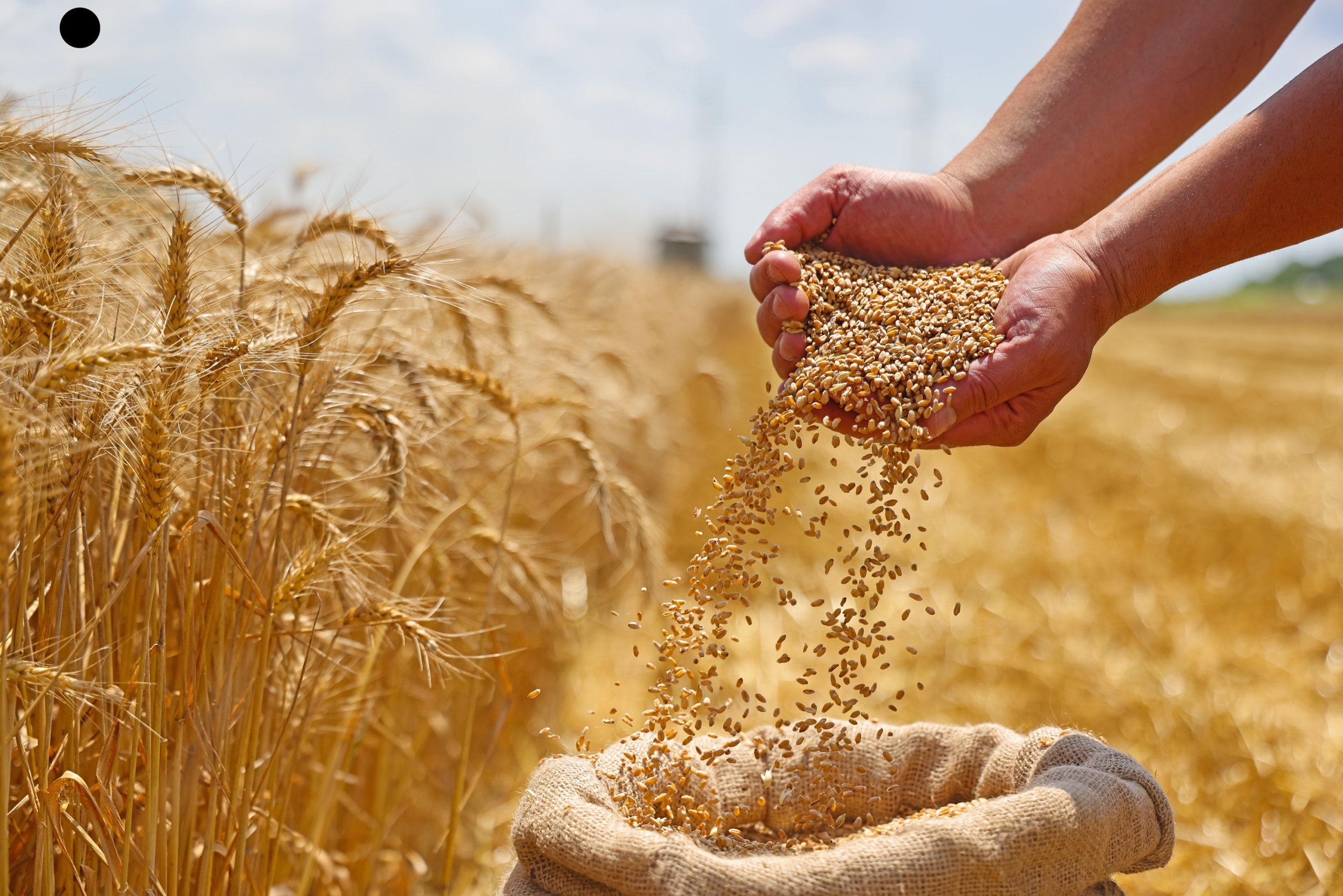 „INVL Baltic Farmland“ pirmąjį pusmetį uždirbo 226  tūkst. eurų grynojo pelno
