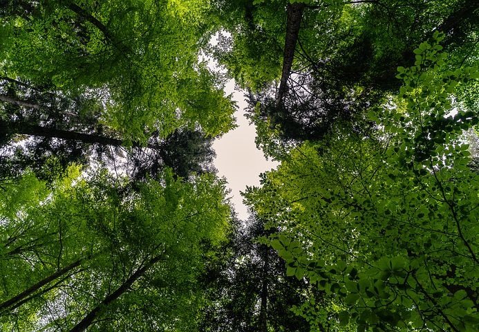 „INVL Sustainable Timberland and Farmland Fund II – Capital Fund“ sieks pritraukti investuotojų lėšų