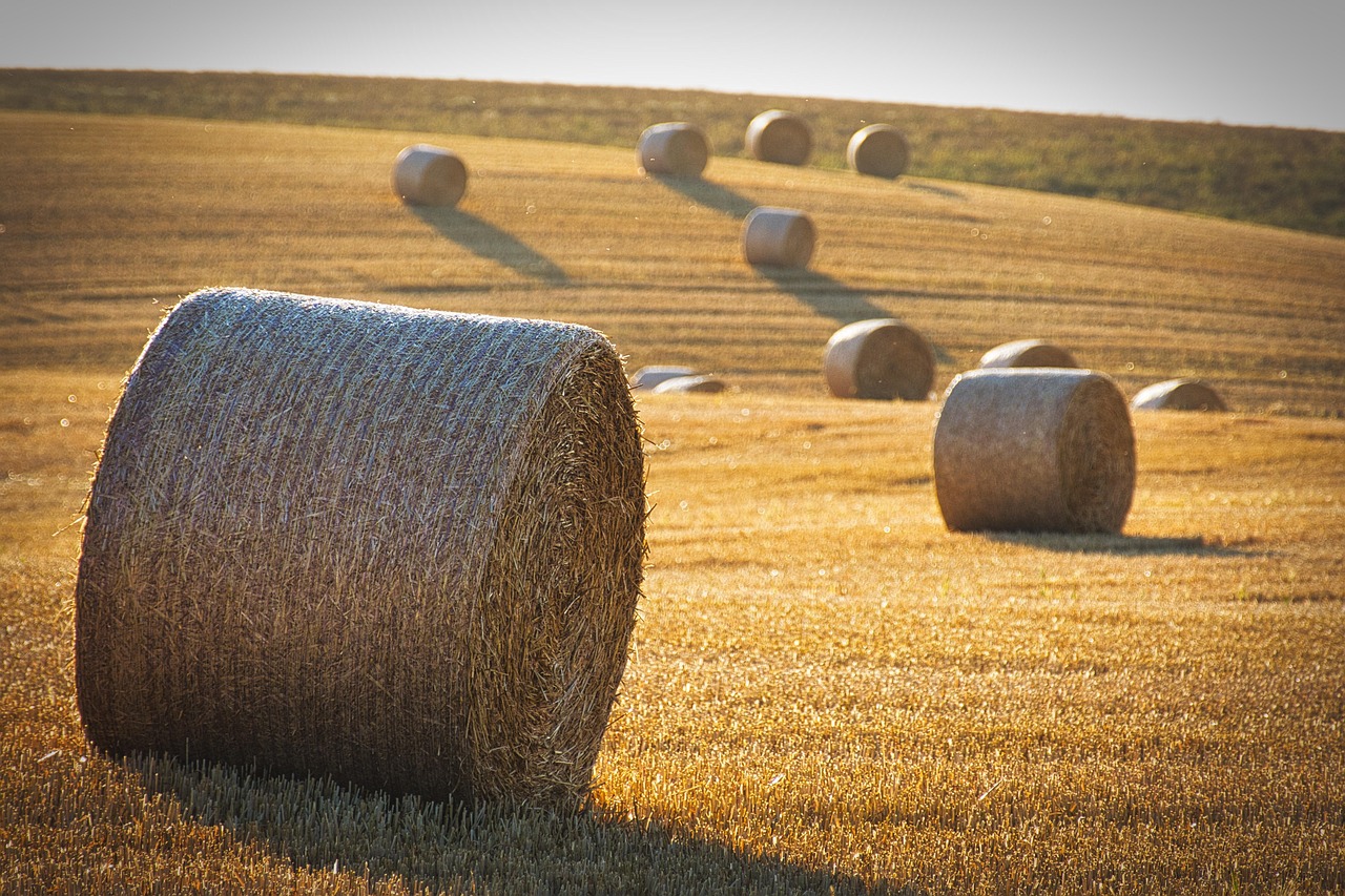 „INVL Baltic Farmland“ akcininkai patvirtino dividendus, paskyrė valdybą naujai kadencijai